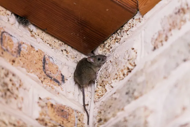 Can Mice Climb Walls?