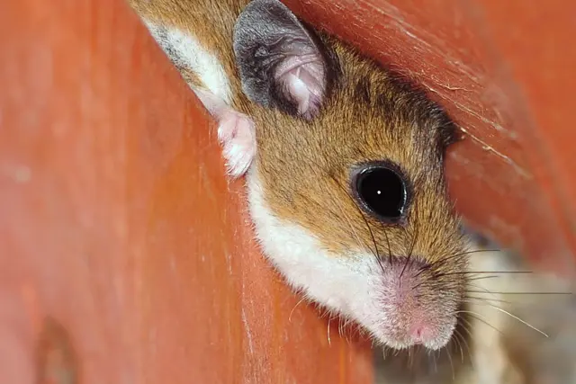 Can Mice Climb Smooth Walls