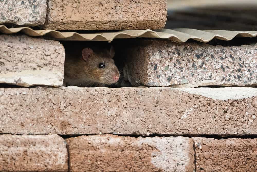 Common Types of Walls Mice Climb