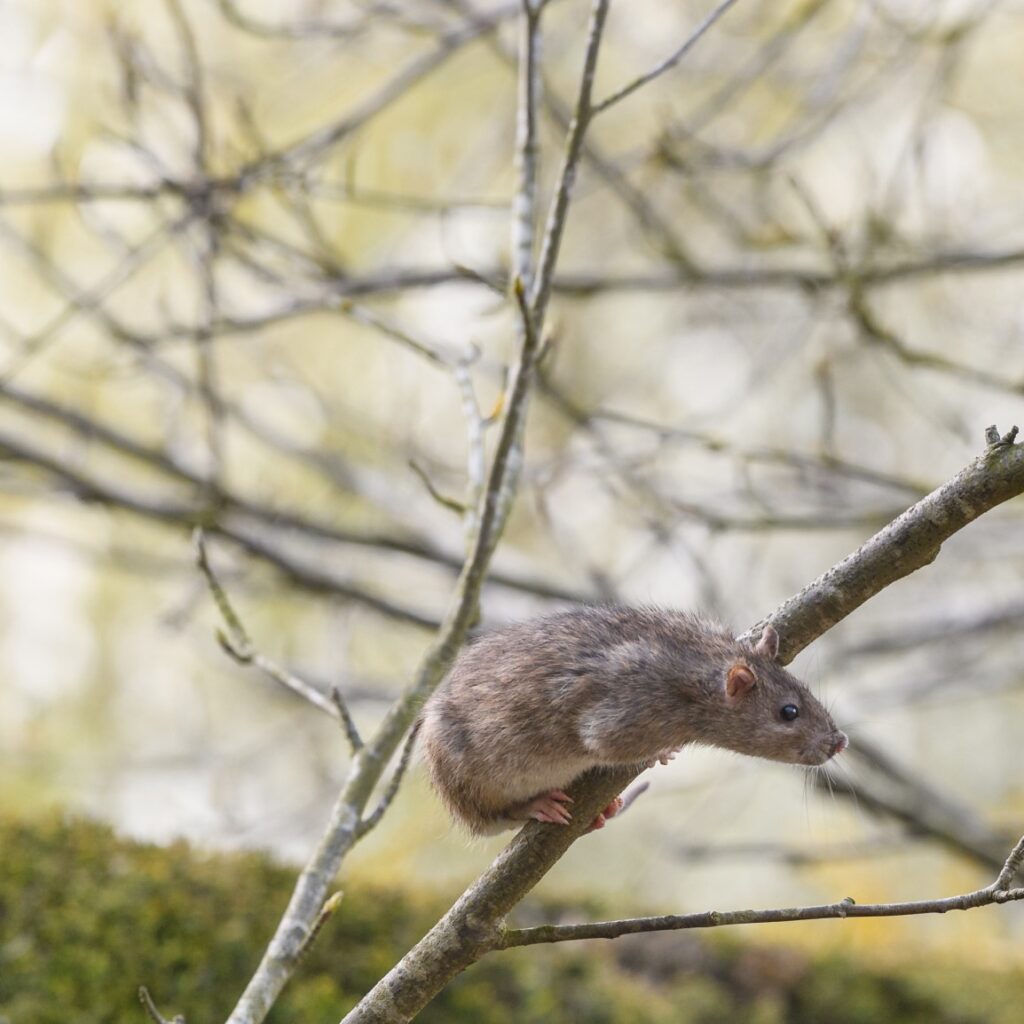 Can Rats Climb Trees