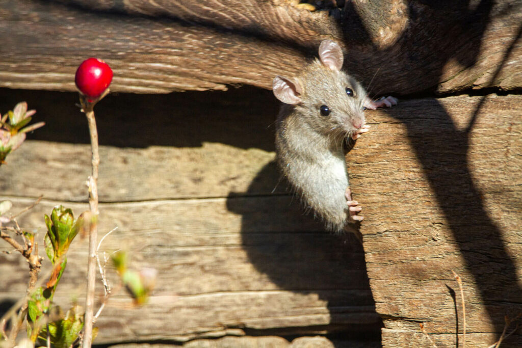 Can Rats Climb Trees