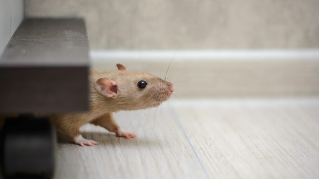 How to Keep Mice from Climbing Walls