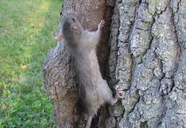 Can Rats Climb Trees