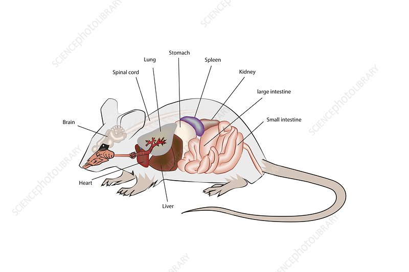 Mice Anatomy