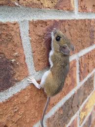 Why Do Mice Climb Walls