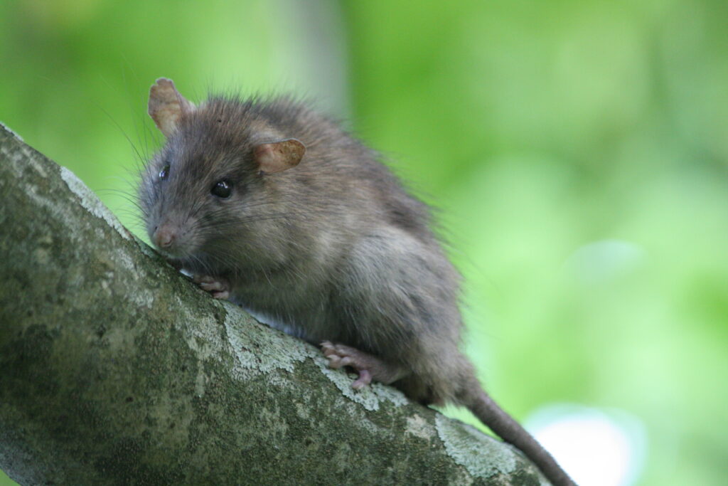 Can Rats Climb Trees