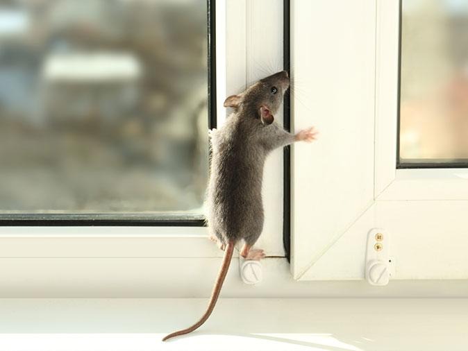 can rats climb walls