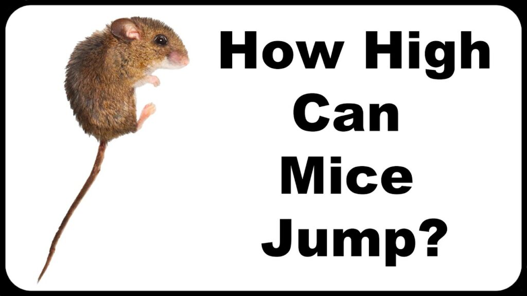 How High Can Mice Jump